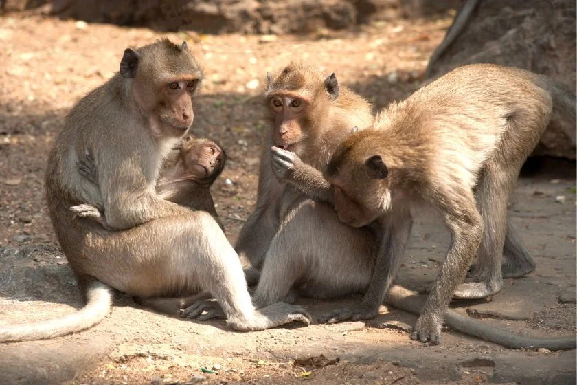 Macaque Monkeys (Macaca Fascicularis) Sitting on Ground