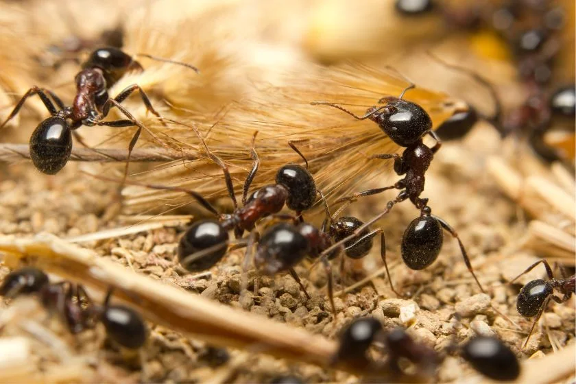 Macro View of Black Worker Ants in Action