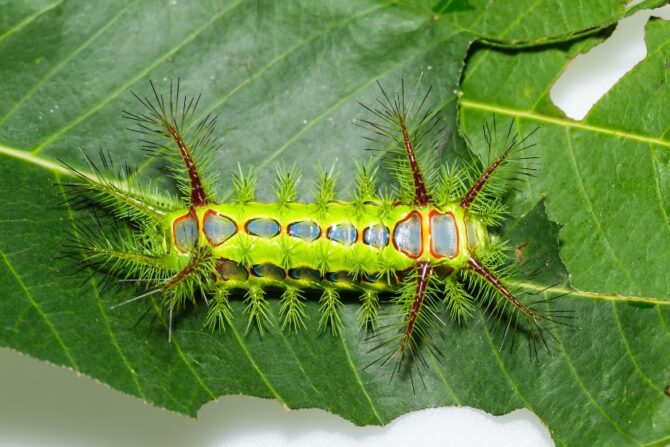 Macro View of Stinging Nettle Caterpillar on Leaf