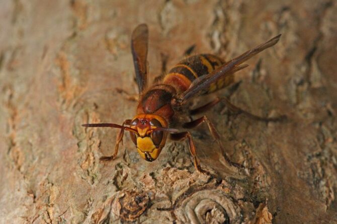 Macro view of Giant Hornet (Vespa)