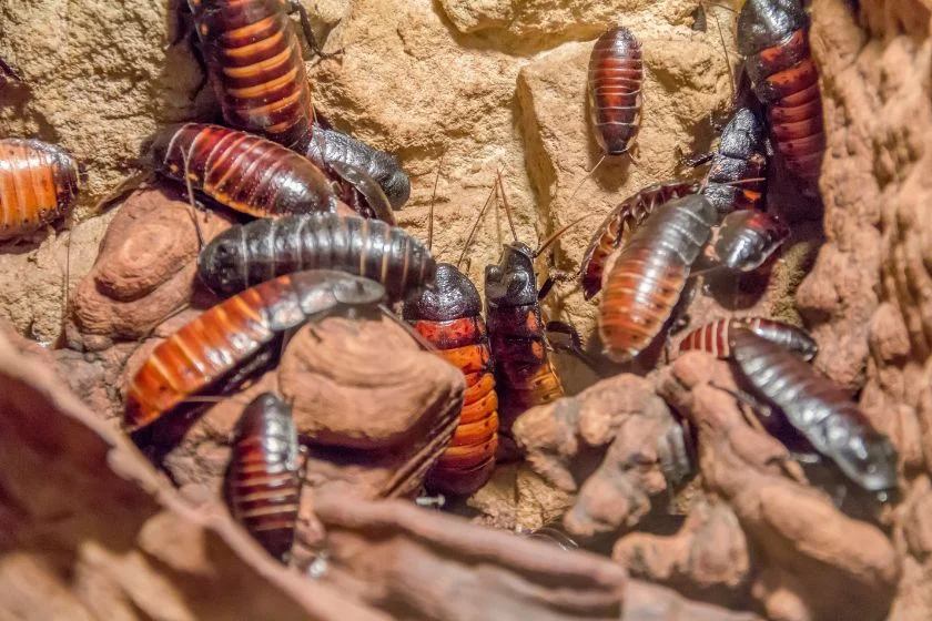 Madagascar Hissing Cockroaches (Gromphadorhina portentosa)