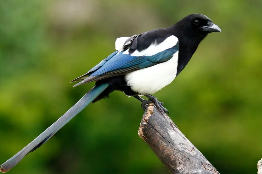 Magpie (Gymnorhina tibicen )