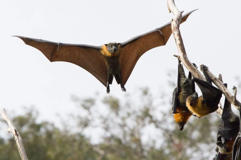 Malagasy Fruit Bat (Pteropodidae)