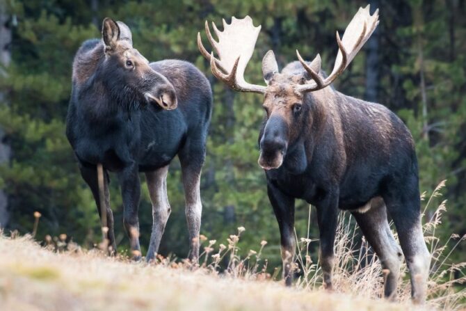 Male and Female Moose in the Wild