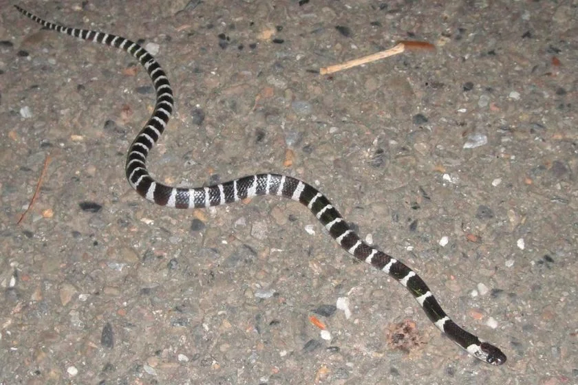 Many-banded Kraits (Bungarus multicinctus)