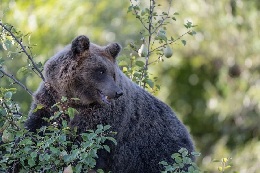 Marsican Brown Bear (Ursus arctos arctos)