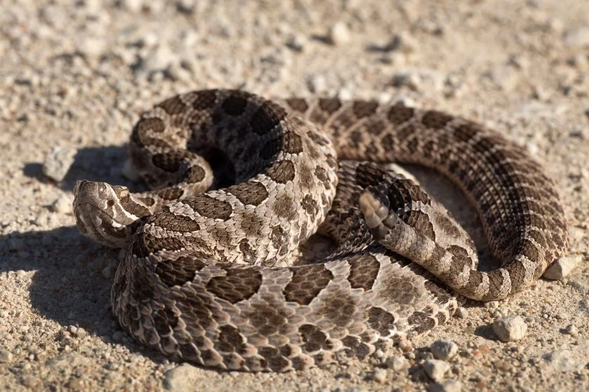 Massasauga Rattlesnake (Sistrurus catenatus)