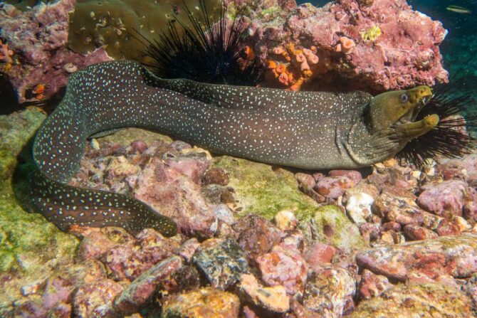 Moray Eel (Muraenidae)