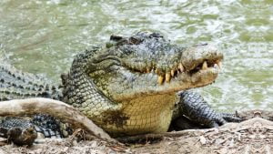 12 Most Dangerous Animals In Australia (Deadliest Species)