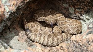 12 Most Dangerous Animals In Lake Tahoe (Some Deadly!)