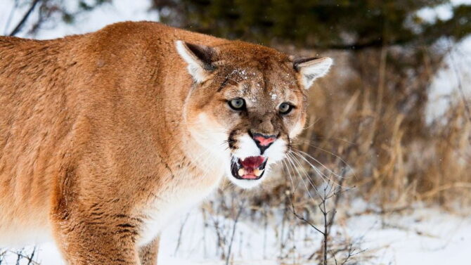 8 Most Dangerous Animals In New Mexico Some Deadly 