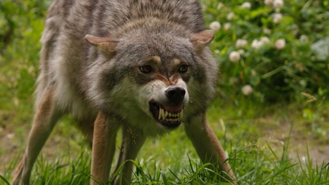 10 Most Dangerous Animals In Russia That Can Kill You