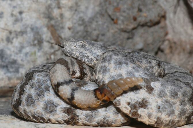 Mottled Rock Rattlesnake (Crotalus lepidus)