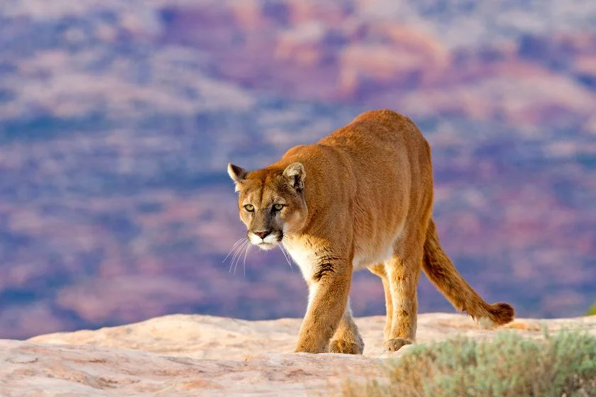 Mountain Lion Walking on Rocky Mountain