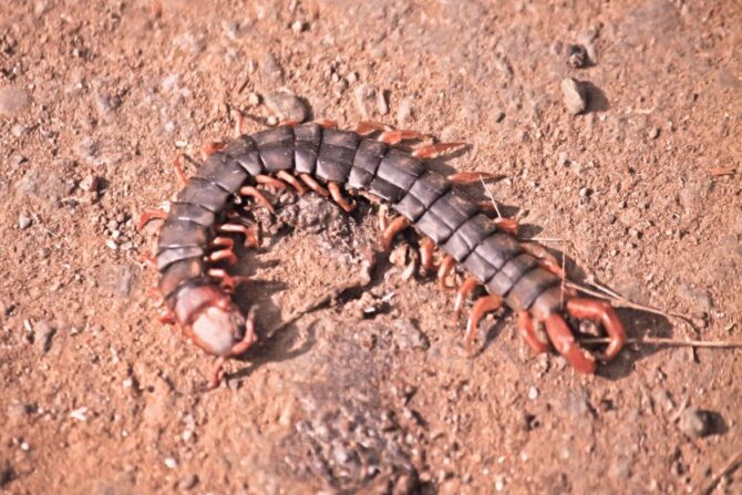 Mukade (Scolopendra gigantea) - Deadly Japanese Centipede