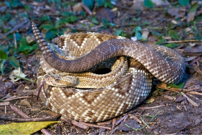 Neotropical Rattlesnake (Crotalus durisus) Curled up