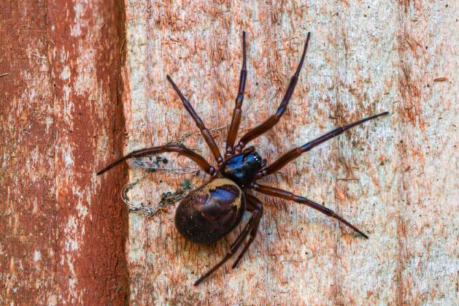Noble False Widow Spider (Steatoda Nobilis)