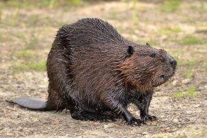 Largest Rodents In The World (10 Biggest Species, Pictures)