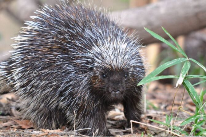 North American Porcupine (Erethizon Dorsatum)