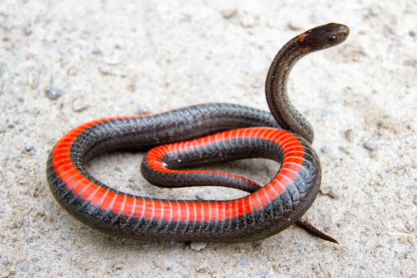 Northern Redbelly Snake (Storieria occipitomaculata)