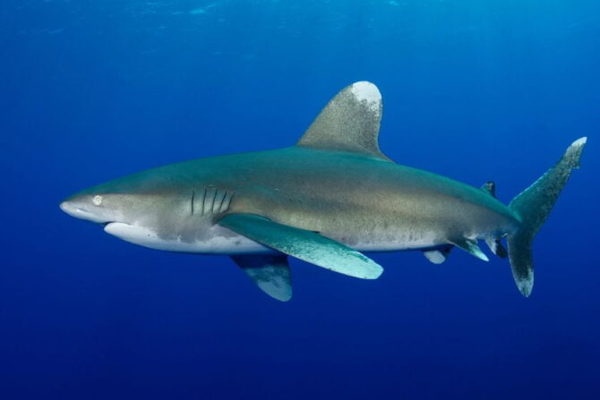 Oceanic Whitetip Shark (Carcharhinus longimanus) Swimming Underwater