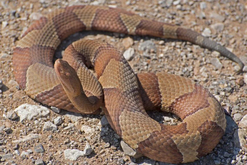 Osage Copperhead Snake (Agkistrodon contortrix phaeogaster)