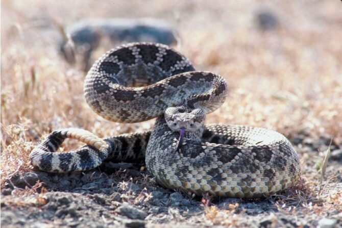 Pacific Rattlesnake