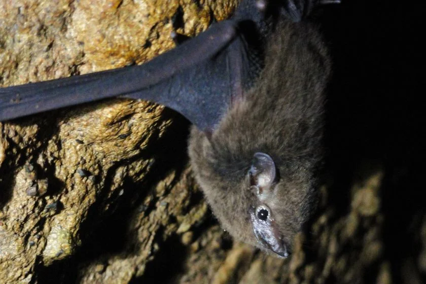 Pacific sheath-tailed bat (Emballonura semicaudata)