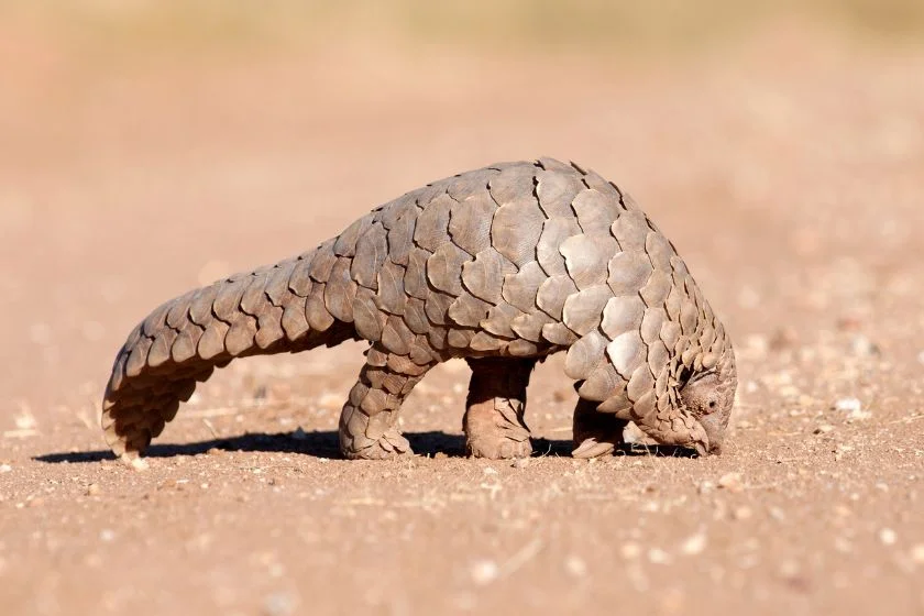 Pangolin hunting for ants