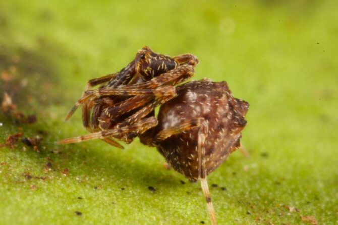 Pelican Spider (Archaeidae sp.)