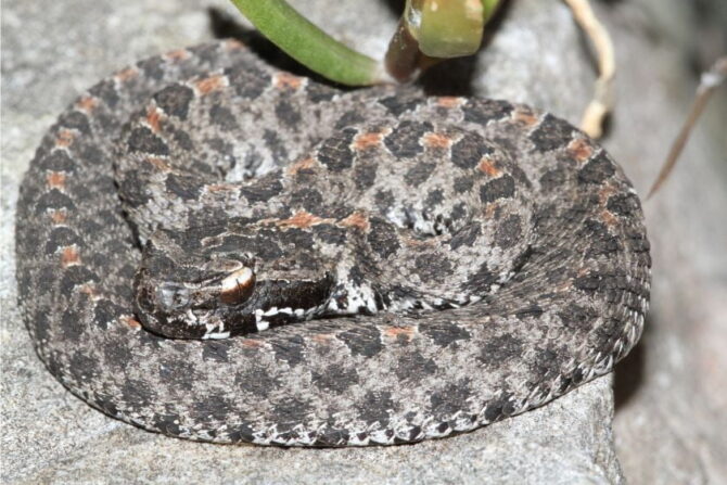 Pigmy Rattlesnake (Sistrutus miliarius)