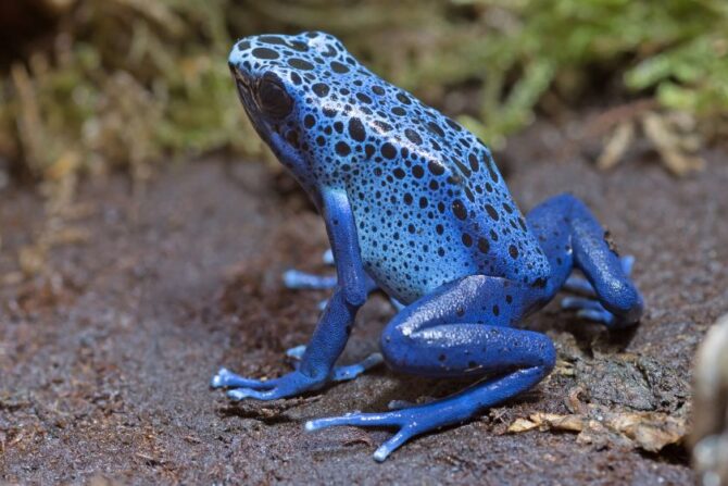 Blue Poison Dart (Dendrobatidae)