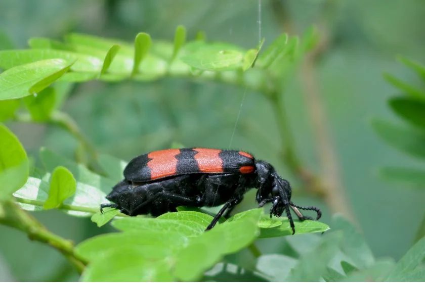 Poisonous Blister Beetle (Meloidae)