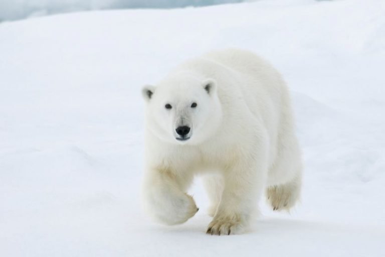 7 Most Dangerous Animals In Iceland (Some Are Deadly)