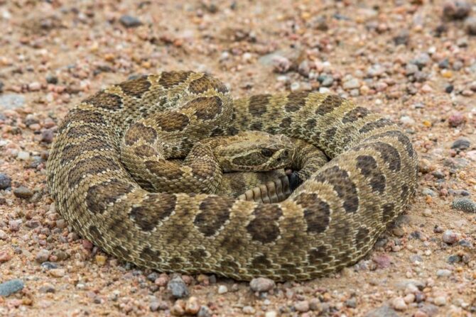 Prairie Rattlesnake Curled Up on Ground