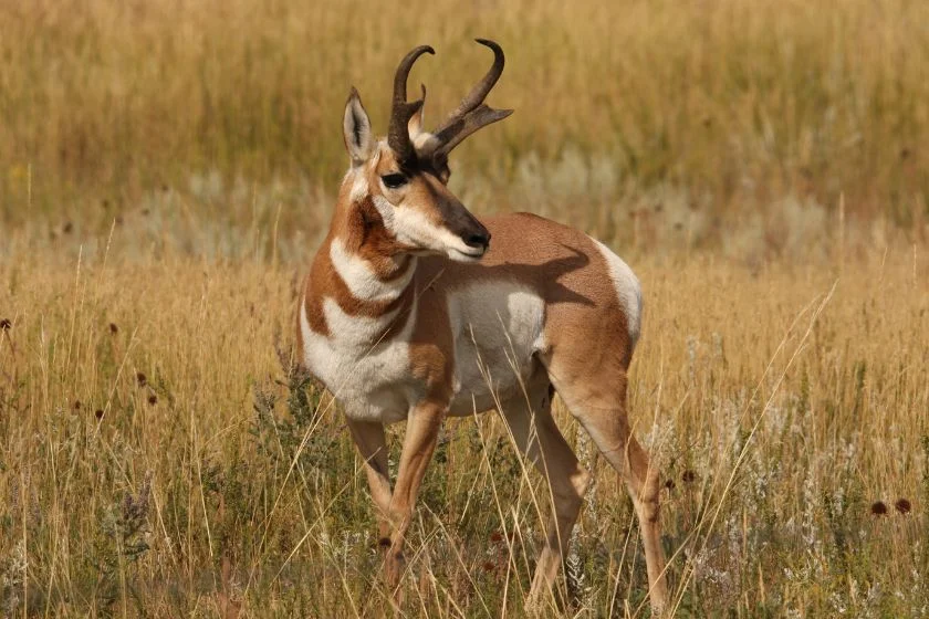 Pronghorn Antelope (Antilocapra Americana)