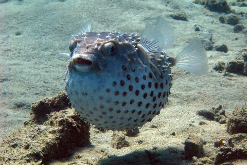 Pufferfish (Tetraodontidae)