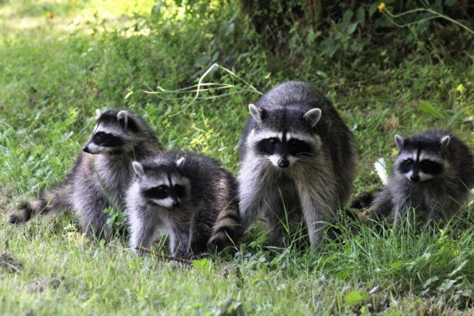 Raccoons (Procyon lotor) Standing on Grass