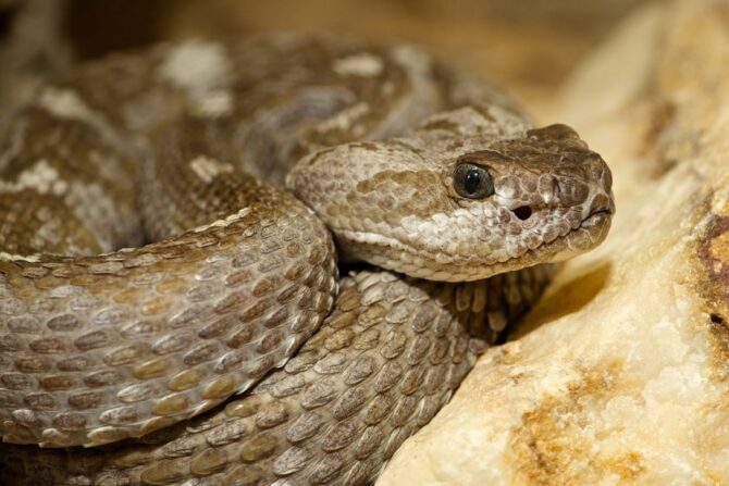 Rare Aruba Island Rattlesnake (Crotalus unicolor)