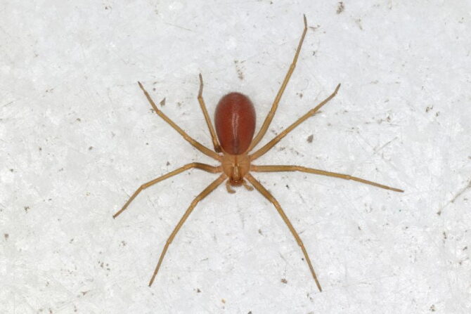 Recluse Spider (Loxosceles rufescens) Top View