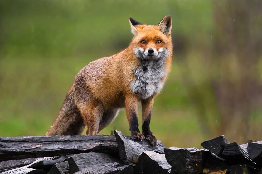 Red Fox (Vulpes vulpes )