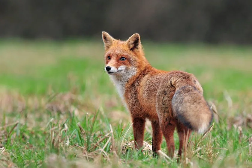 Red Fox (Vulpes vulpes) Standing on Grass