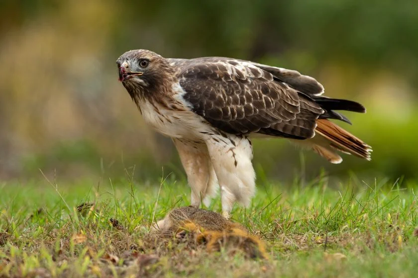 Red-Tailed Hawk (Buteo Jamaicensis) Eating a Prey on the Ground