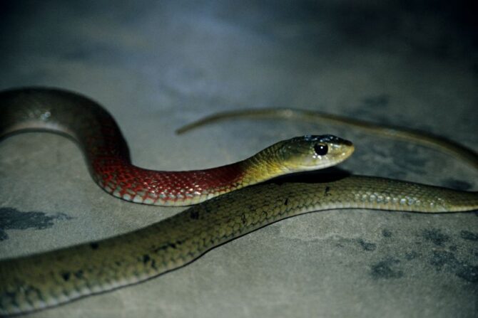 Red-necked Keelback (Rhabdophis subminiatus)