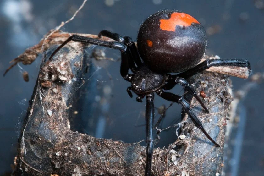 Redback Spider (Latrodectus hasselti)