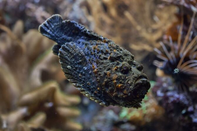 Reef Stonefish (Synanceia verrucosa)