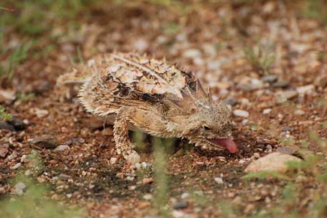 Regal Horned Lizard Eats an Ant
