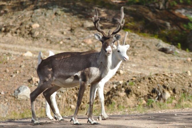 Reindeers (Rangifer tarandus) on the Road