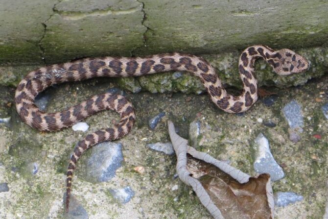 Rock Mamushi Snake (Gloydius saxatilis)