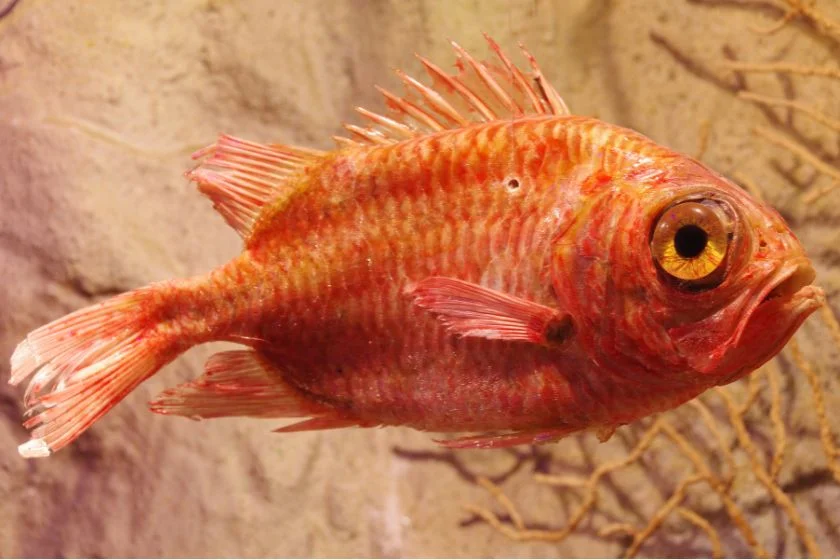 Rockfish (Sebastes norvegicus)